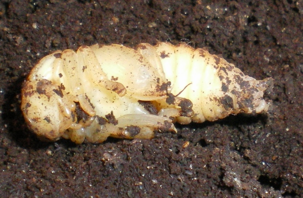 Dorcus parallelepipedus: la metamorfosi